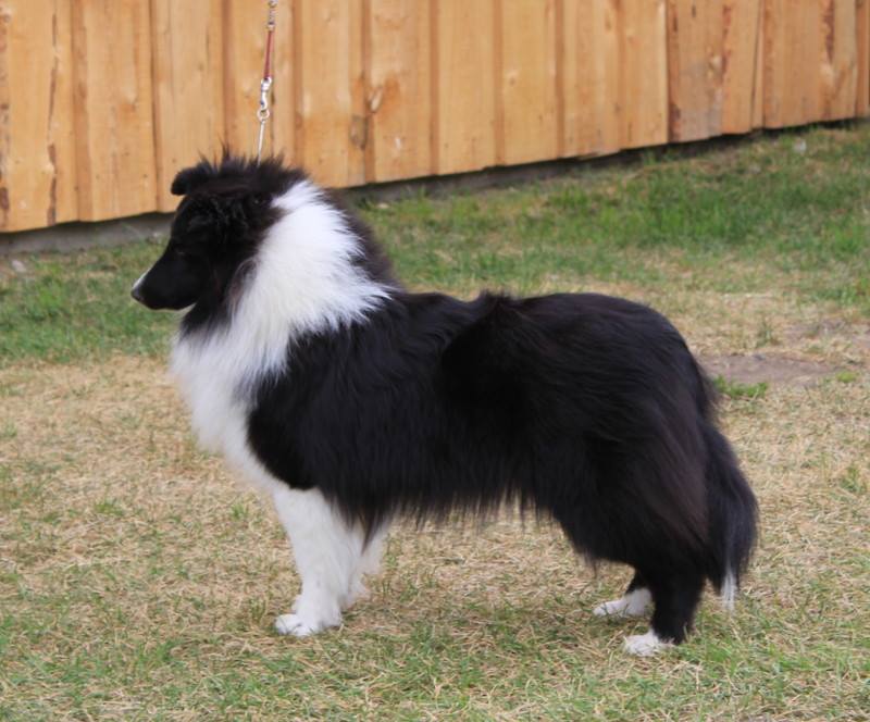 Mosaic shelties store